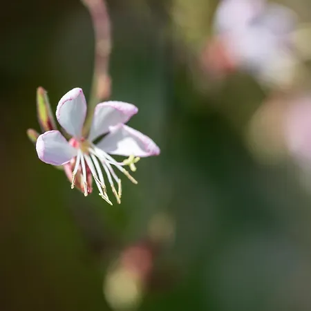 La Casita De * Tafira